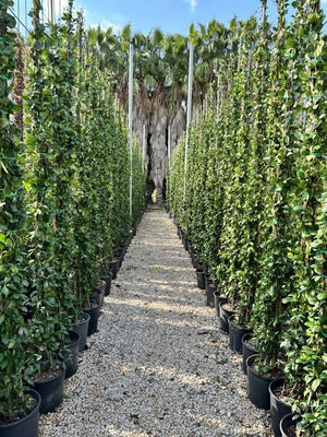 TRACHELOSPERMUM JASMINOIDES