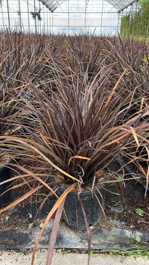 PHORMIUM TENAX RUBRA NANA