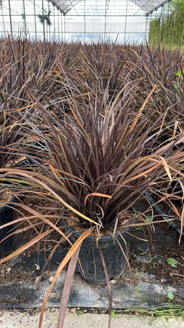 PHORMIUM TENAX RUBRA NANA