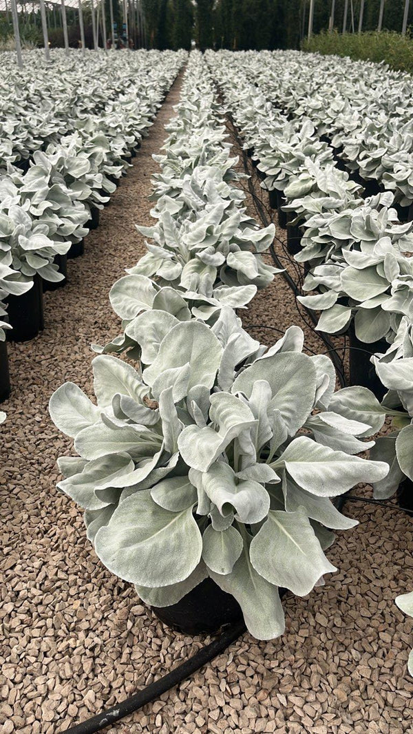 SENECIO CANDICANS ANGEL WINGS