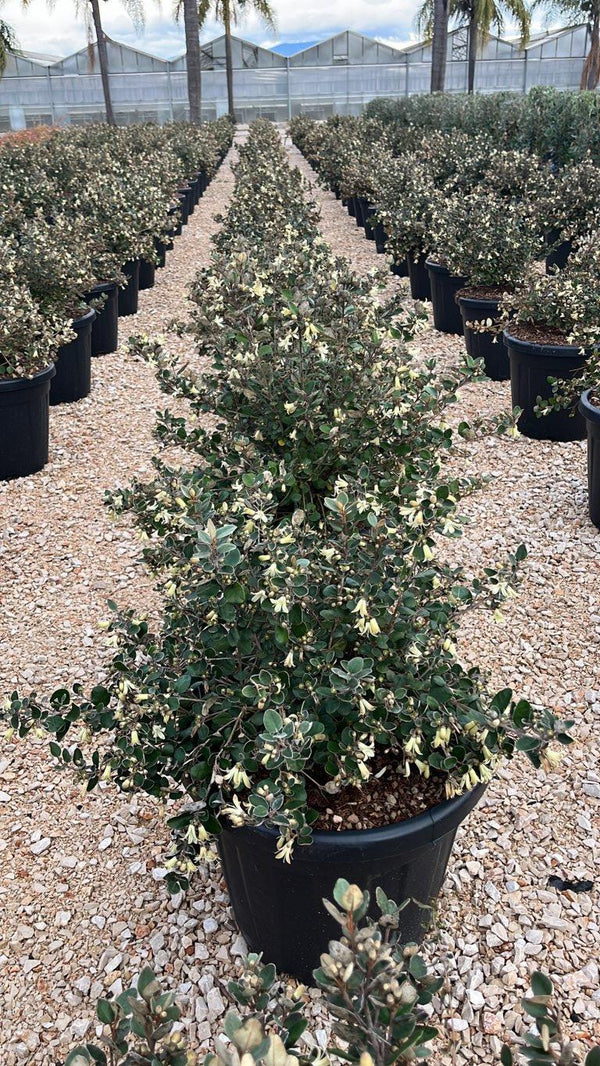 CORREA ALBA