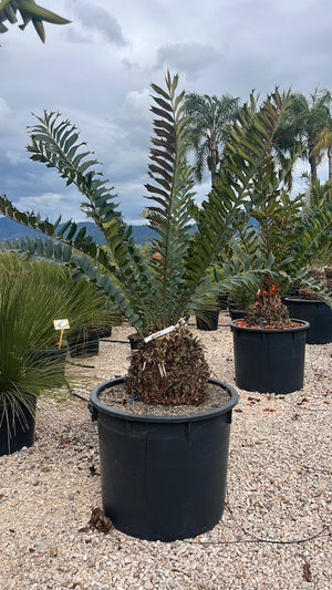 ENCEPHALARTOS FEROX