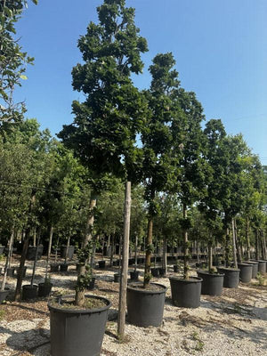 QUERCUS F.C ROBUR FASTIGIATA  KOSTER