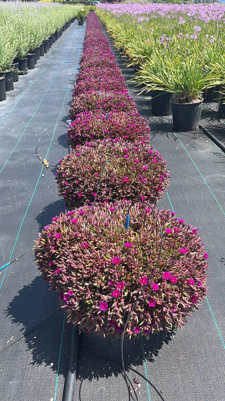 DELOSPERMA DESERT DANCERS
