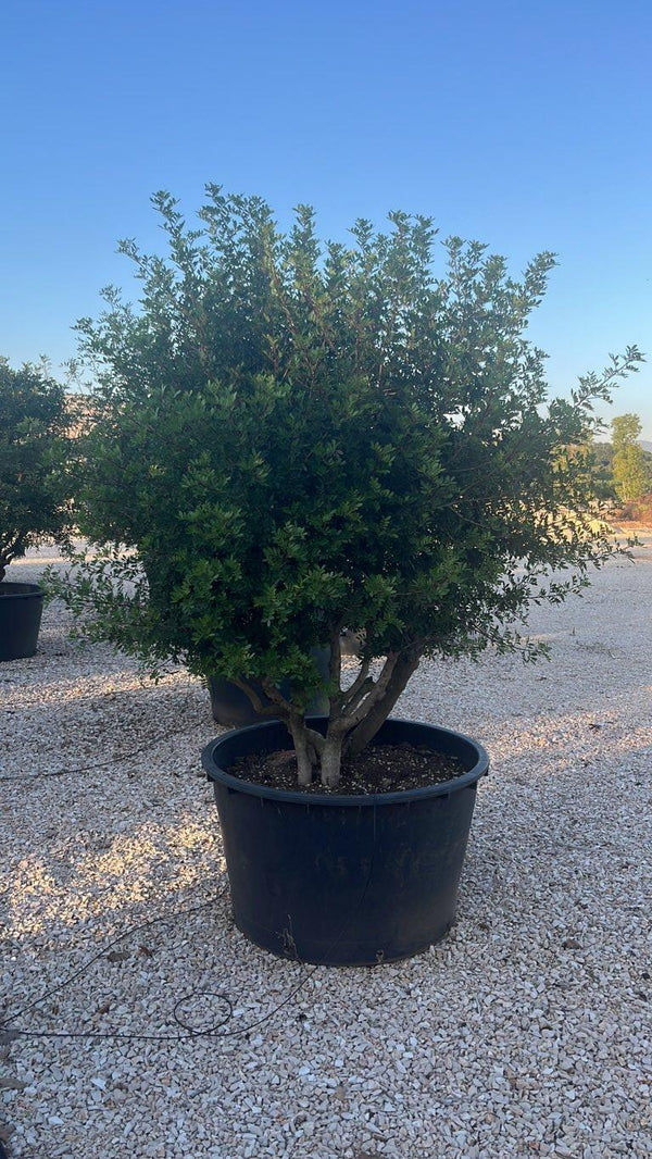 PISTACIA LENTISCUS