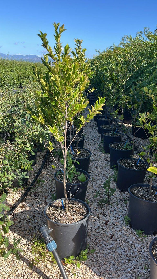 PRUNUS S. CAROLINIANA