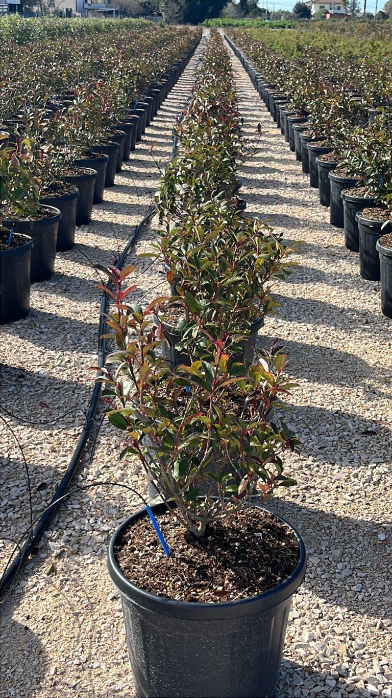 PHOTINIA X FRASERI COMPACTA