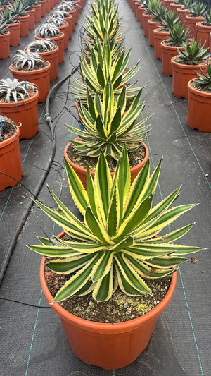 AGAVE LOPHANTHA QUADRICOLOR