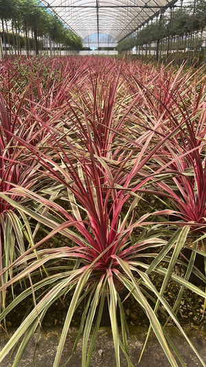 CORDYLINE CAN CAN