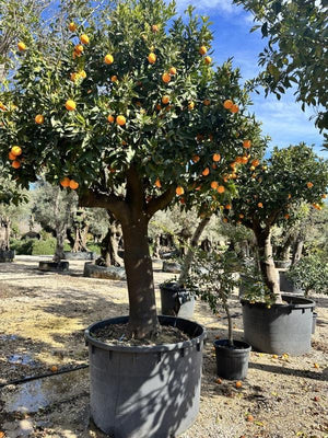 CITRUS SINENSIS