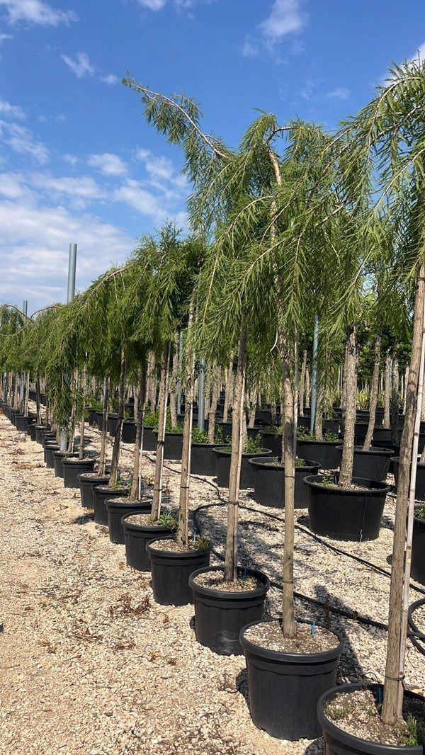 TAXODIUM DISTICHUM PENDULA