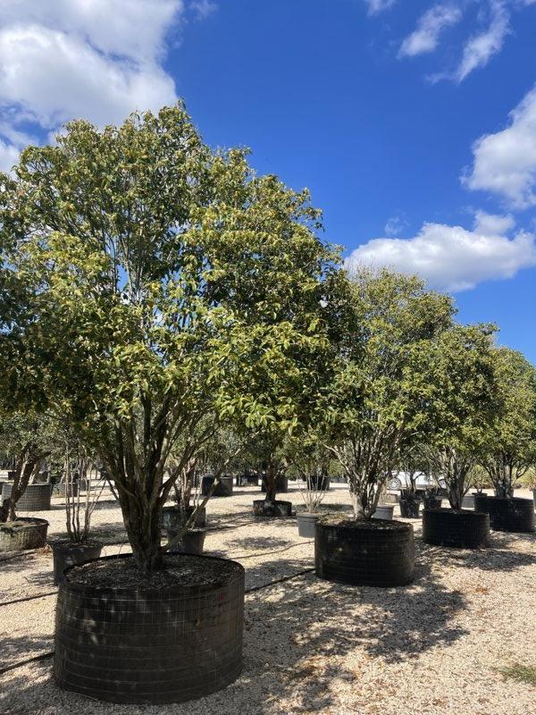 OSMANTHUS ARMATUS
