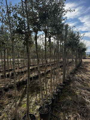 OLEA EUROPEA LECCIO DEL CORNO