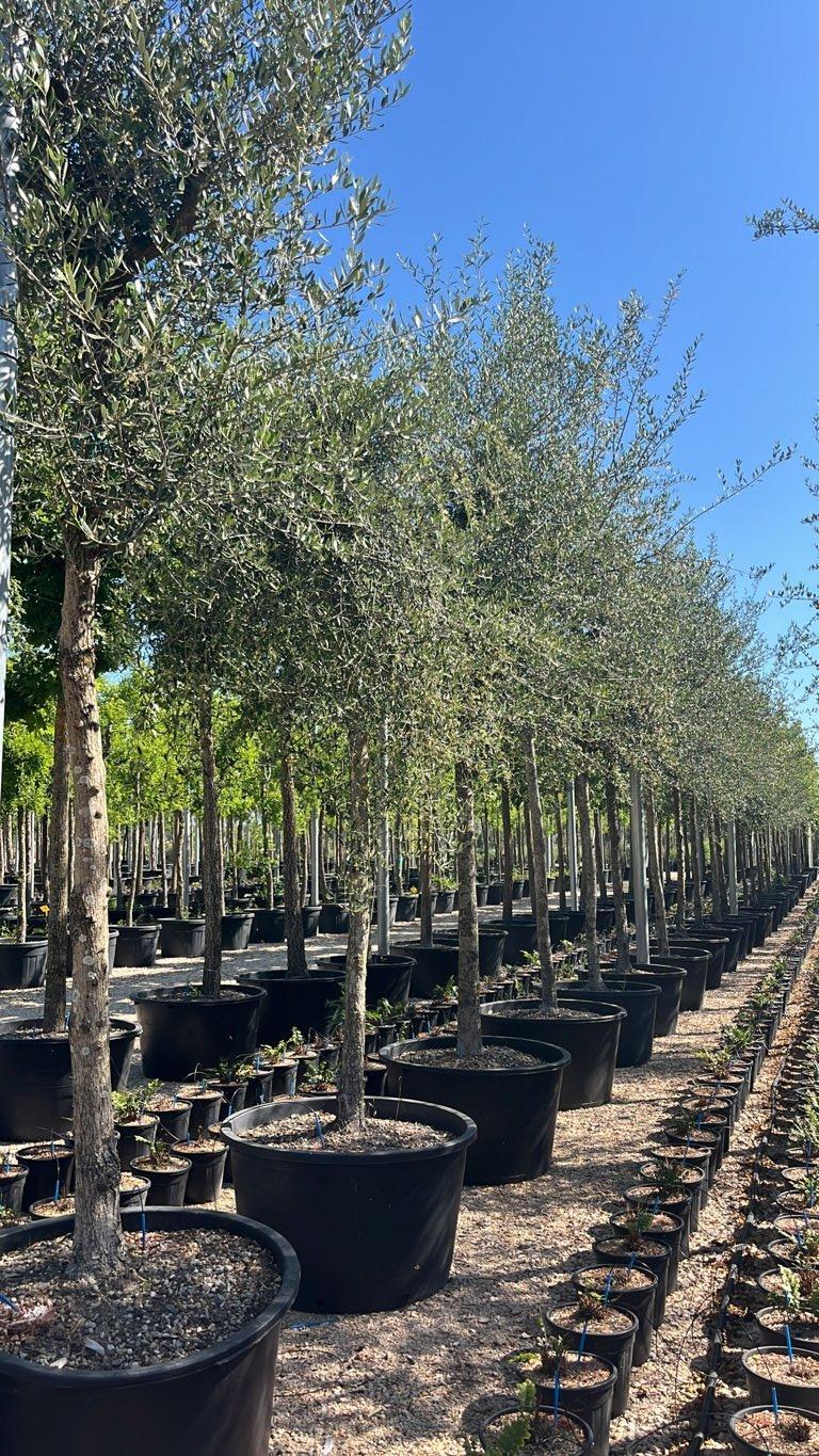 OLEA EUROPEA SYLVESTRIS