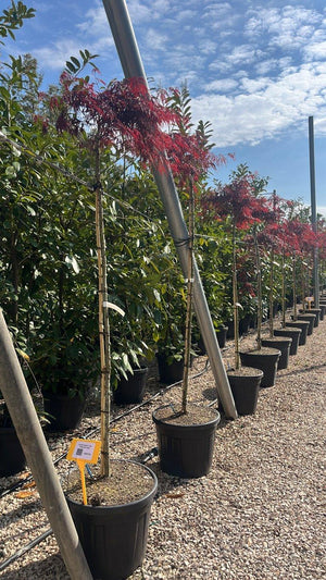 ACER DISSECTUM TAMUKEYAMA