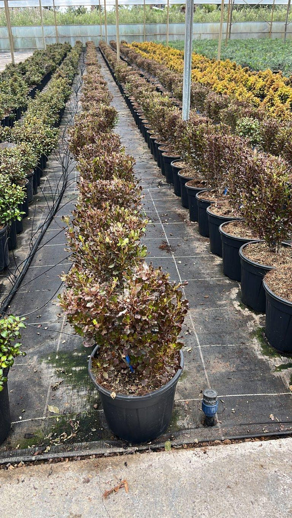 COPROSMA REPENS PACIFIC NIGHT
