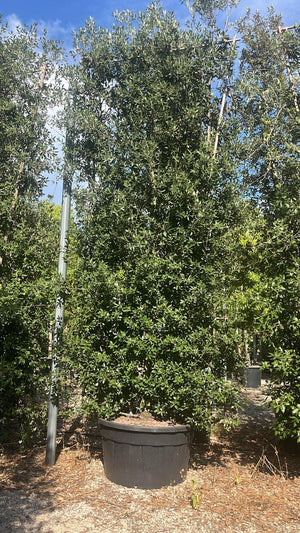 QUERCUS S. ILEX
