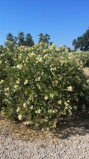 NERIUM OLEANDER GIALLO