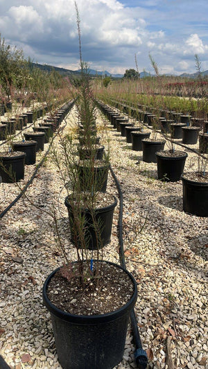 TAMARIX RAMOSISSIMA