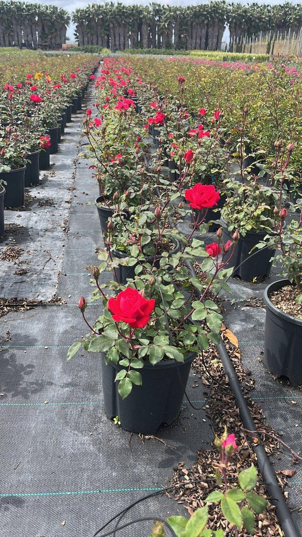 ROSA DOUBLE KNOCKOUT