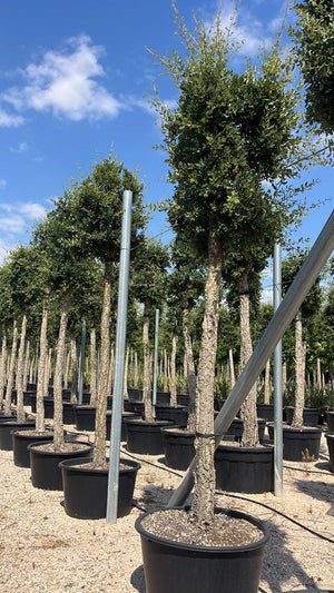 QUERCUS S. SUBER