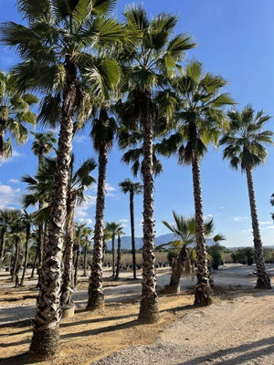 WASHINGTONIA ROBUSTA