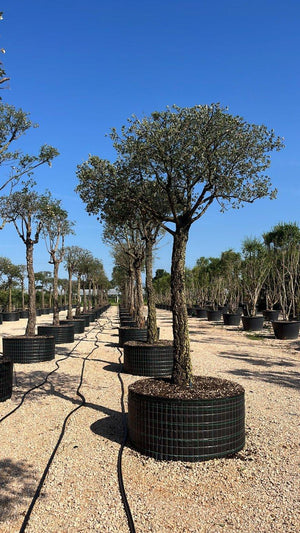 QUERCUS S. SUBER