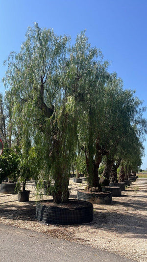 SCHINUS MOLLE