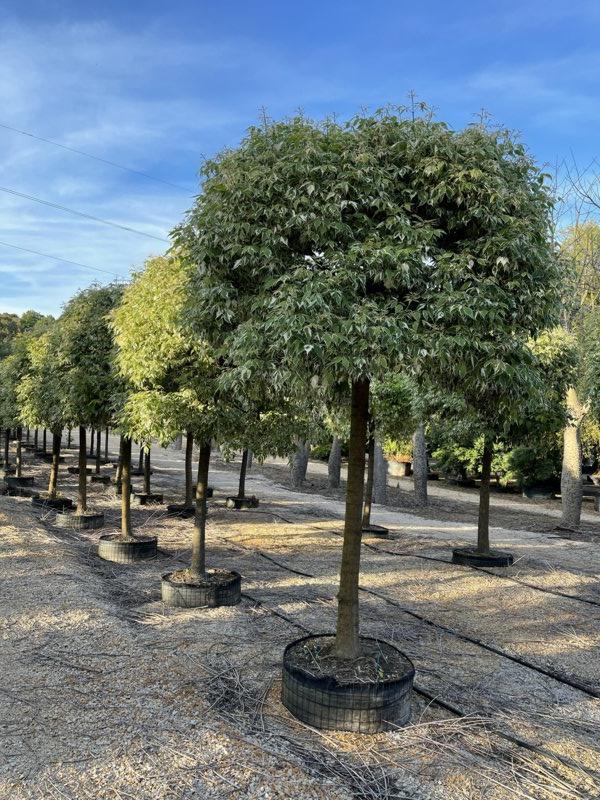 ACER NEGUNDO FLAMINGO