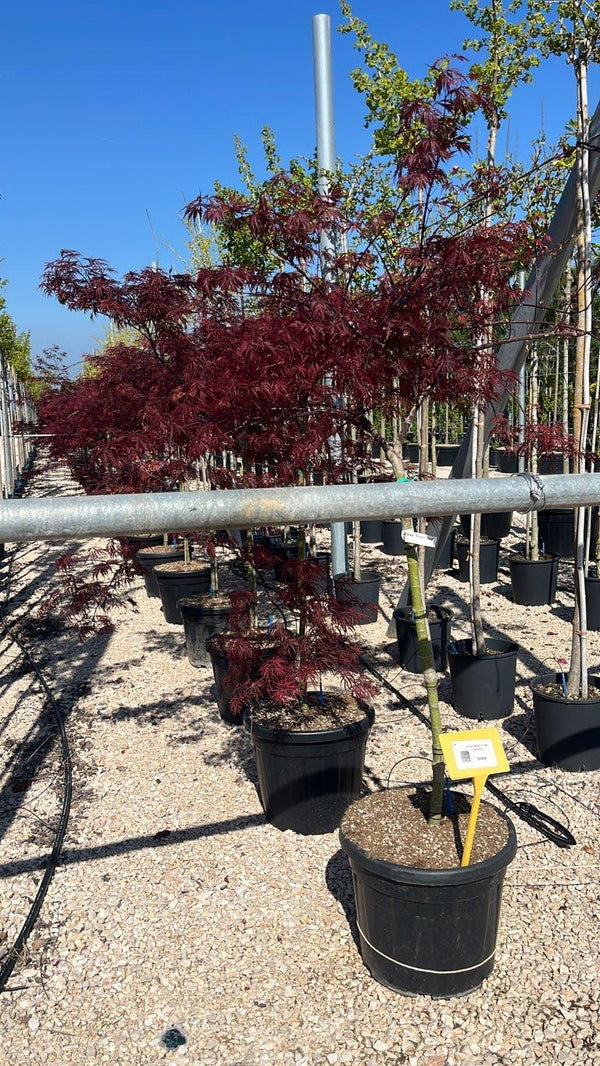 ACER DISSECTUM EVER RED