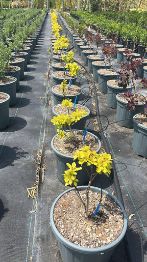 COTINUS COGGYGRIA GOLDEN SPIRIT