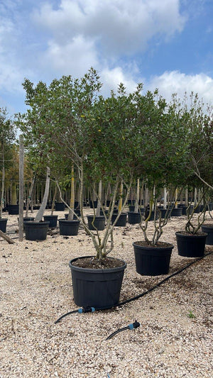 RHAMNUS ALATERNUS