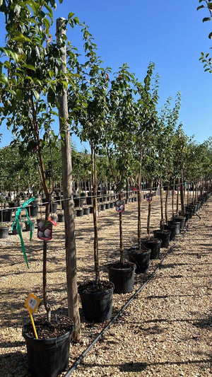 PRUNUS F. SALICINA IN VARIETA