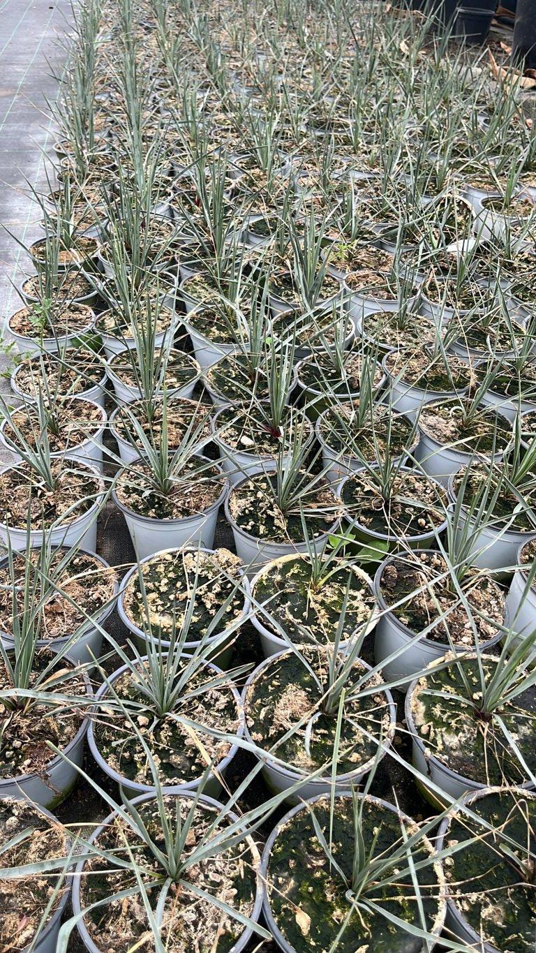YUCCA ROSTRATA