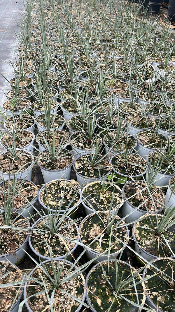YUCCA ROSTRATA