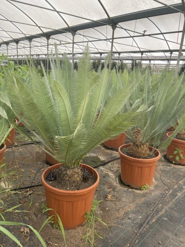 DIOON EDULE QUERETARO