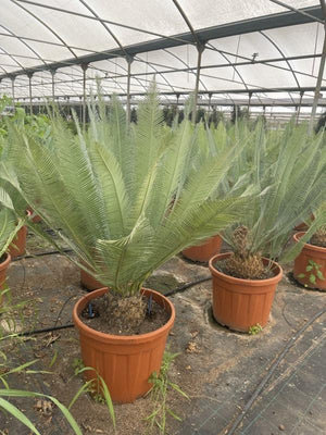 DIOON EDULE QUERETARO