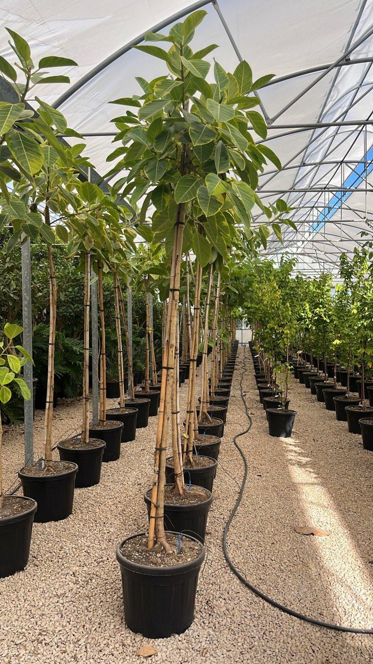 FICUS S. ALTISSIMA
