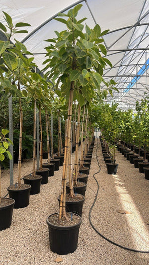FICUS S. ALTISSIMA