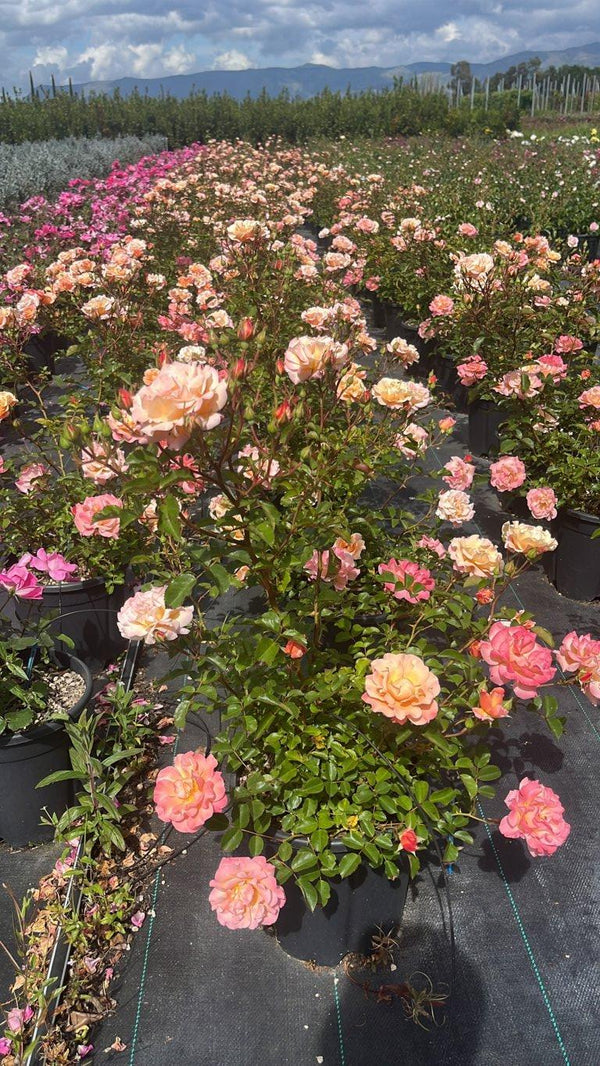ROSA CUBANA