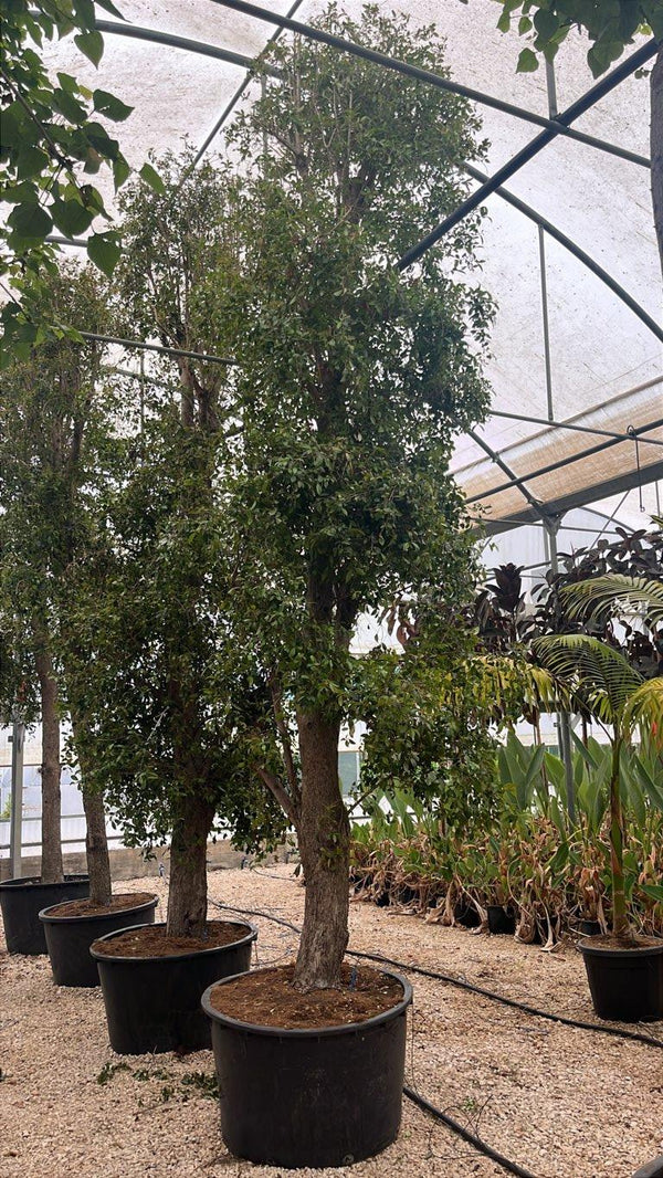 EUGENIA MYRTIFOLIA NEW PORT