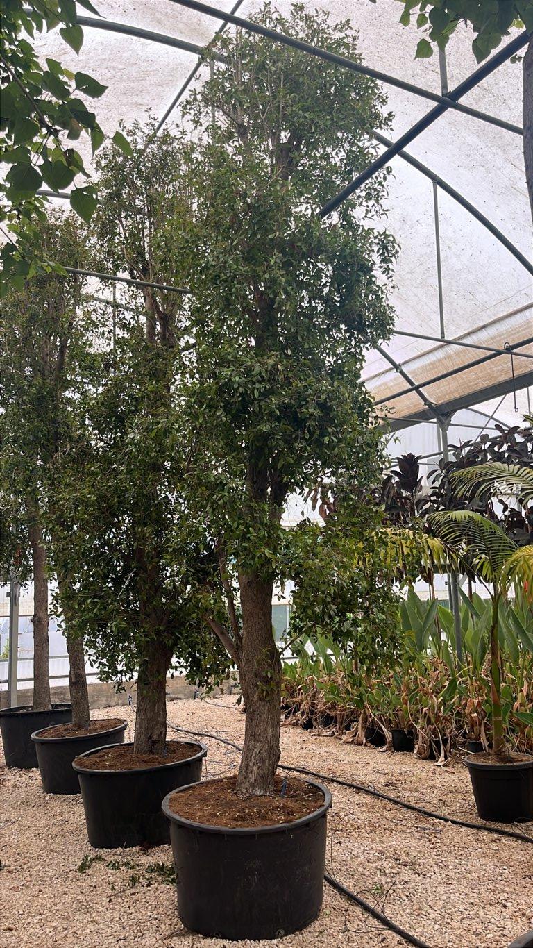 EUGENIA MYRTIFOLIA NEW PORT