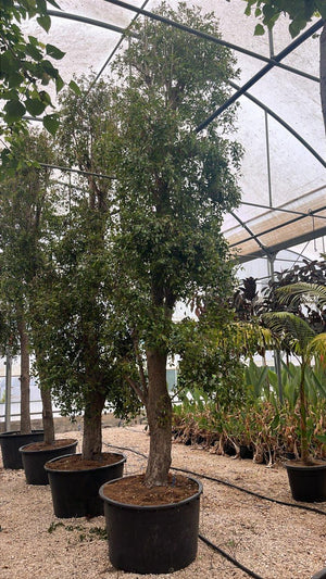 EUGENIA MYRTIFOLIA NEW PORT