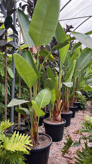 STRELITZIA NICOLAI