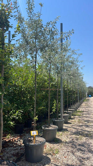 PYRUS SALICIFOLIA PENDULA
