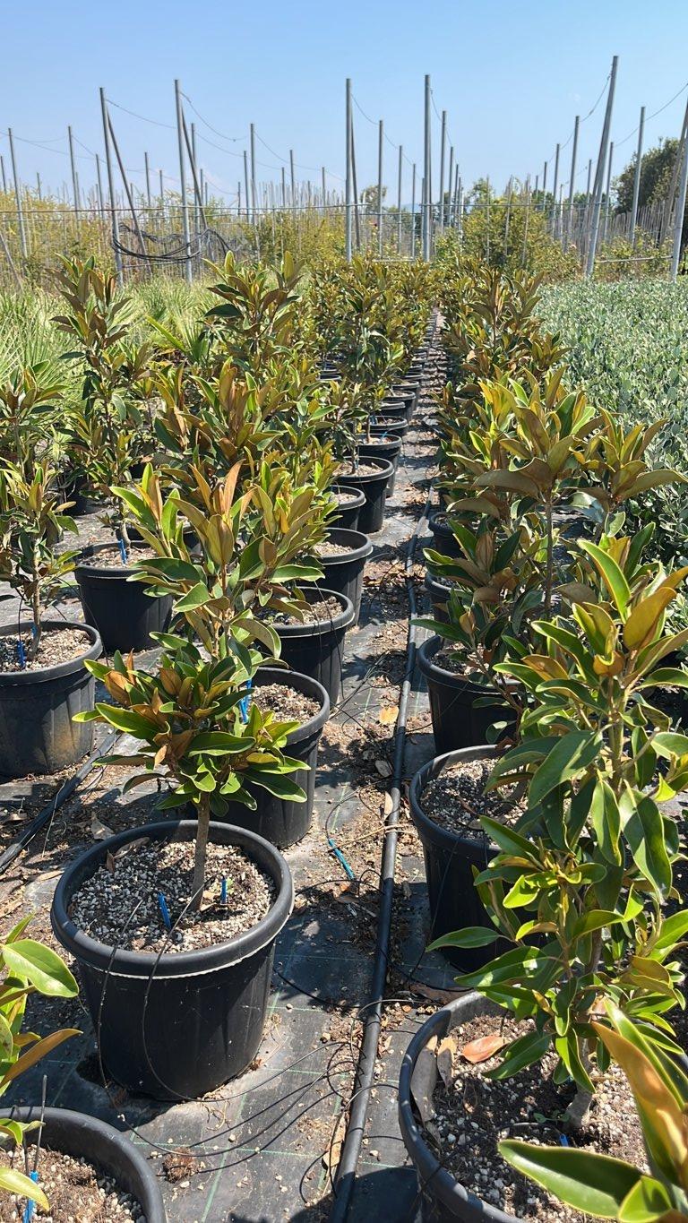 MAGNOLIA S. GRANDIFLORA ALTA