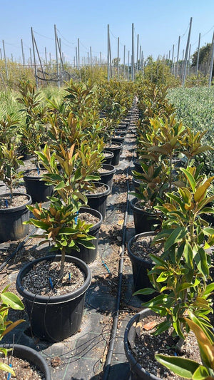 MAGNOLIA S. GRANDIFLORA ALTA