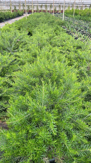 GREVILLEA CLEAR VIEW DAVID