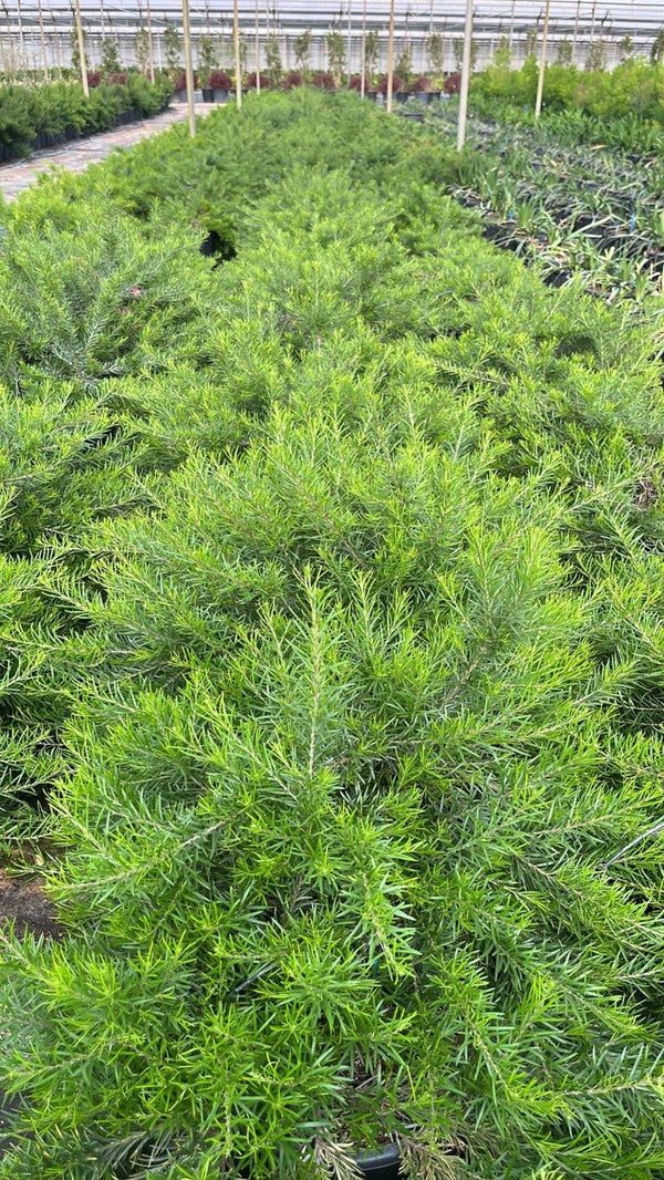 GREVILLEA CLEAR VIEW DAVID