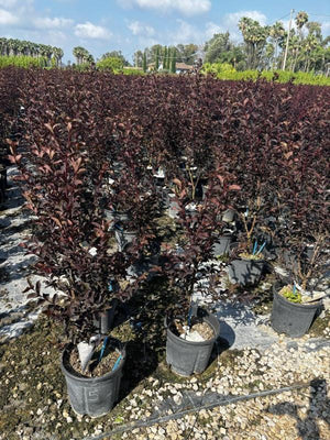 LAGERSTROEMIA INDICA B.D.SHELL PINK